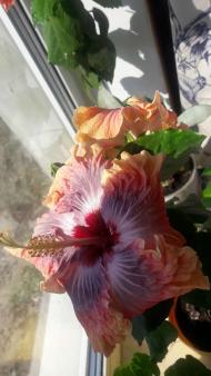 Село  ЛЕБЕДІВКА