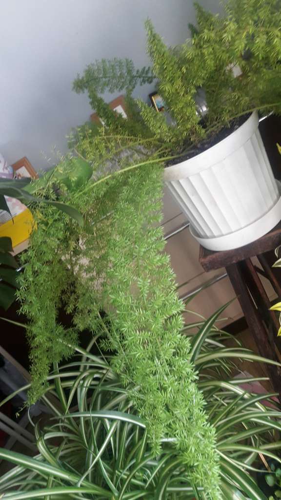 Село  ЛЕБЕДІВКА - Лебедевка