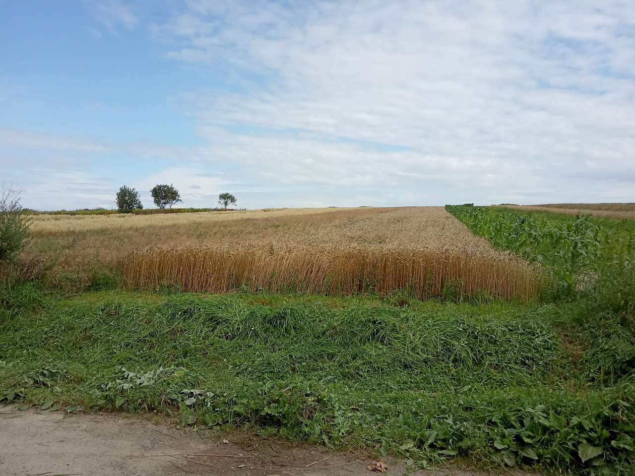 Краєвид - Демня