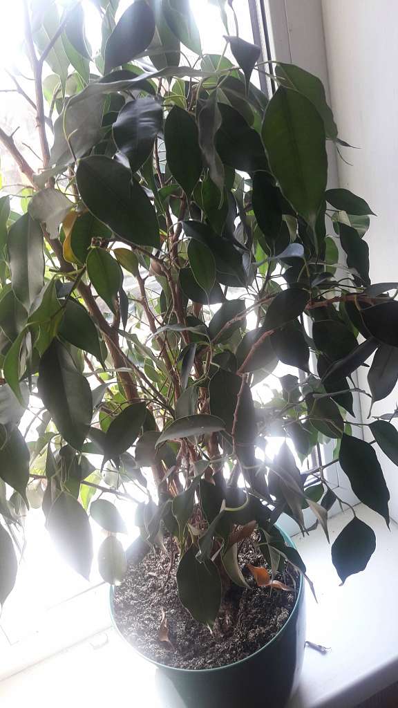 Село  ЛЕБЕДІВКА - Лебедевка