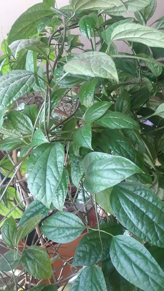 Село  ЛЕБЕДІВКА - Лебедевка