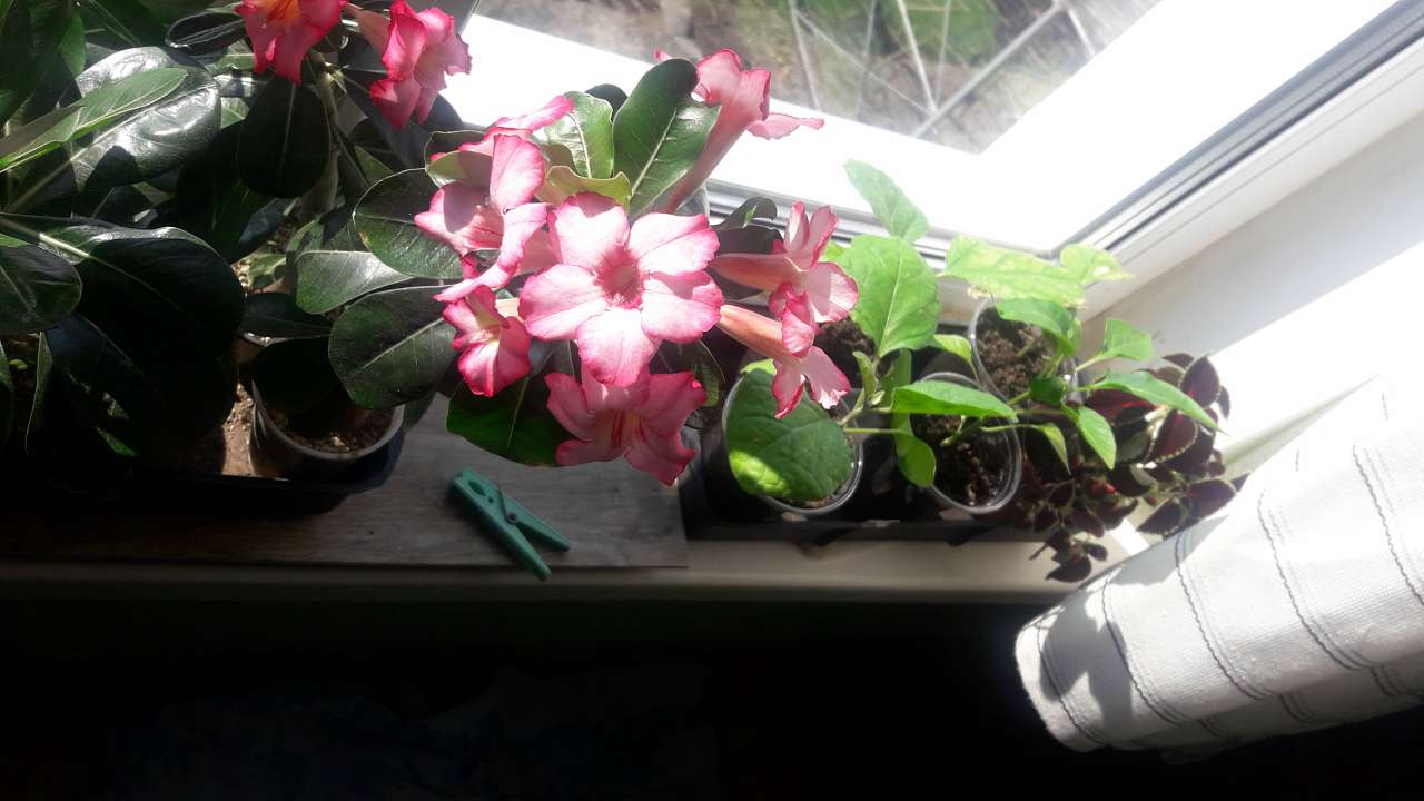 Село  ЛЕБЕДІВКА - Лебедевка