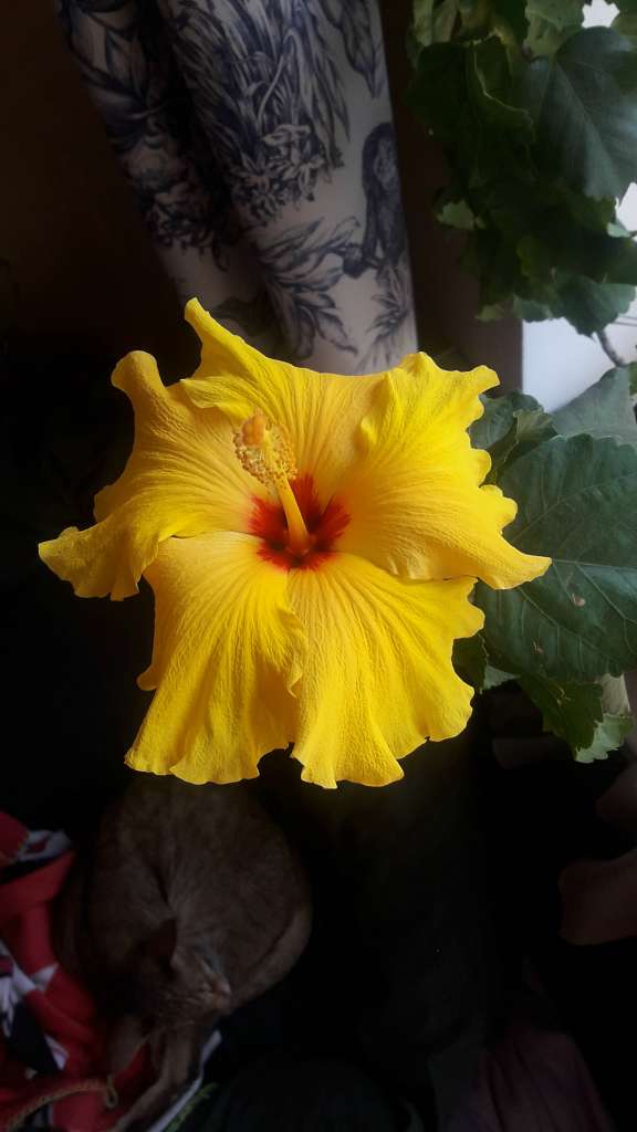 Село  ЛЕБЕДІВКА - Лебедевка