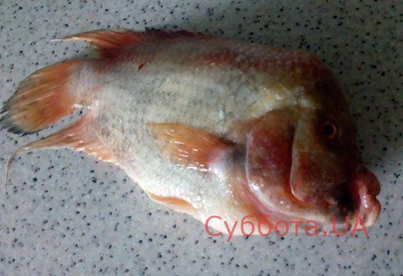 Жуткий монстр: В канале под Запорожьем рыбаки - Мелітополь