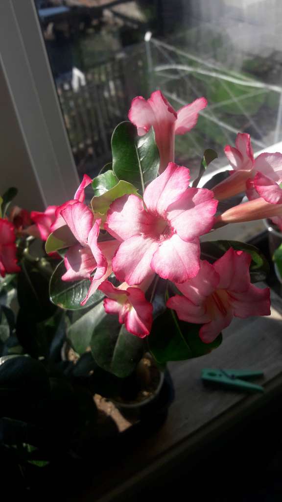 Село  ЛЕБЕДІВКА - Лебедевка