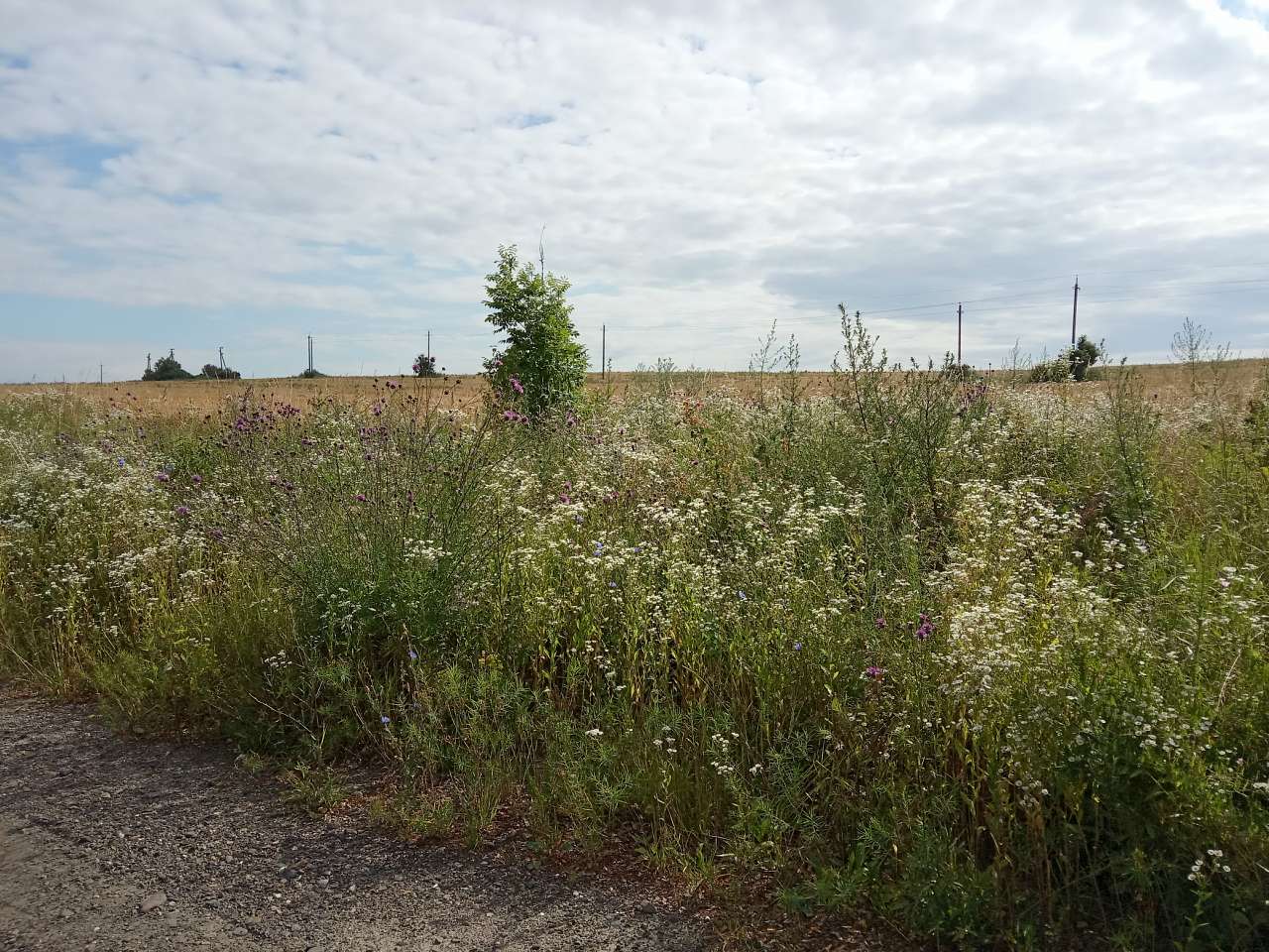 Краєвид - Заклад