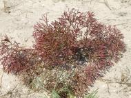 ЛАЗУРНОЕ МОРЕ ЛАЗУРНОГО