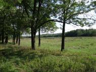 Палац Курісів