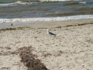 ЛАЗУРНОЕ МОРЕ ЛАЗУРНОГО