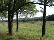 Палац Курісів