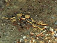 Археологи розкопали унікальні артефакти на По