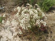 ЛАЗУРНОЕ МОРЕ ЛАЗУРНОГО