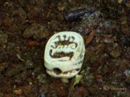 Археологи розкопали унікальні артефакти на По