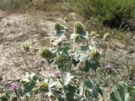 ЛАЗУРНОЕ МОРЕ ЛАЗУРНОГО