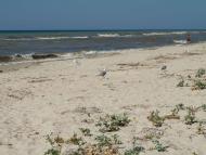 ЛАЗУРНОЕ МОРЕ ЛАЗУРНОГО