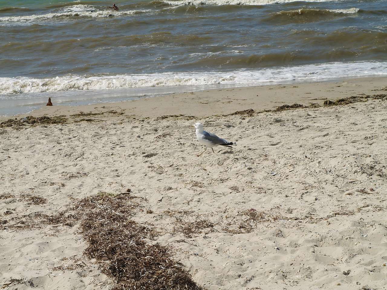 ЛАЗУРНОЕ МОРЕ ЛАЗУРНОГО - Лазурне