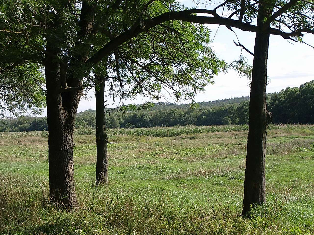 Палац Курісів - Петрівка