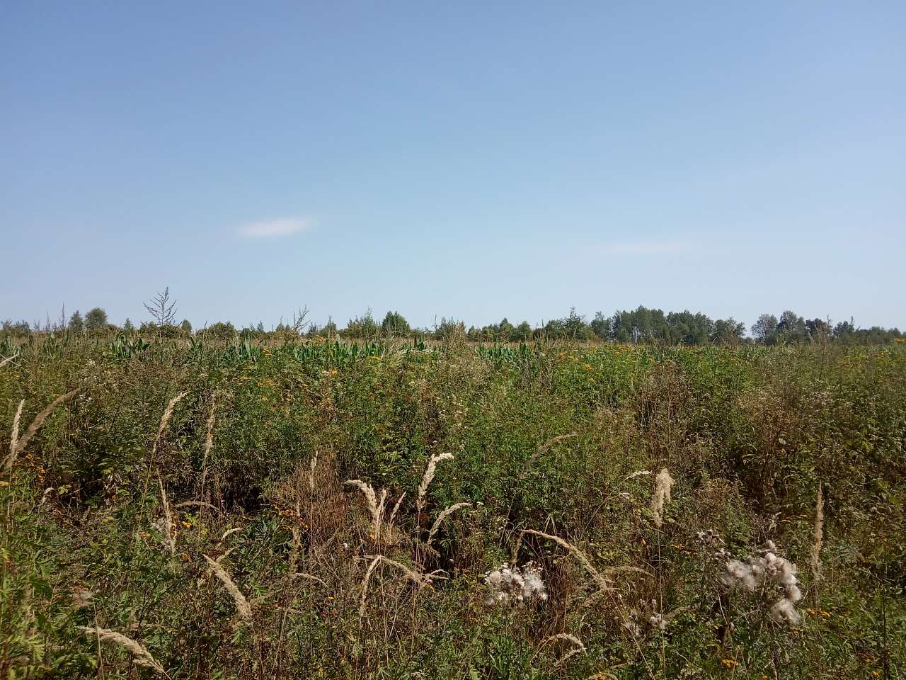 Краєвид - Пила