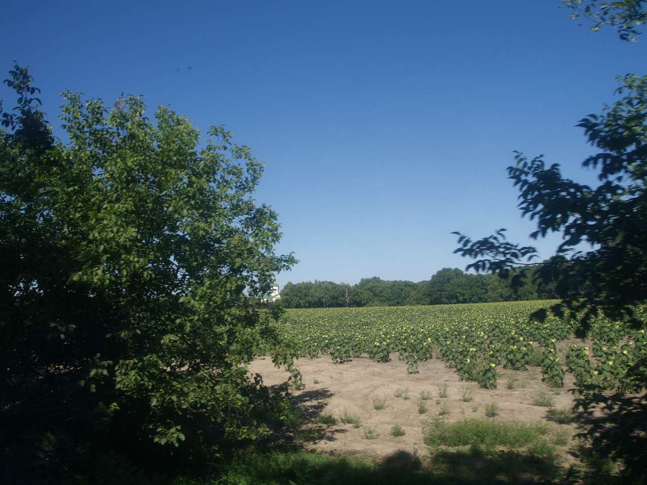 ДИКИЙ ХУТІР - Буда