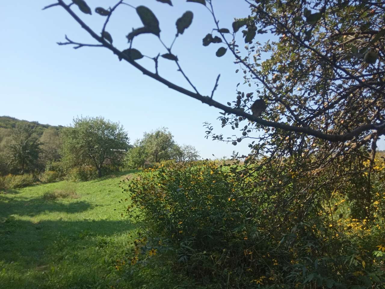 Краєвид - Пила