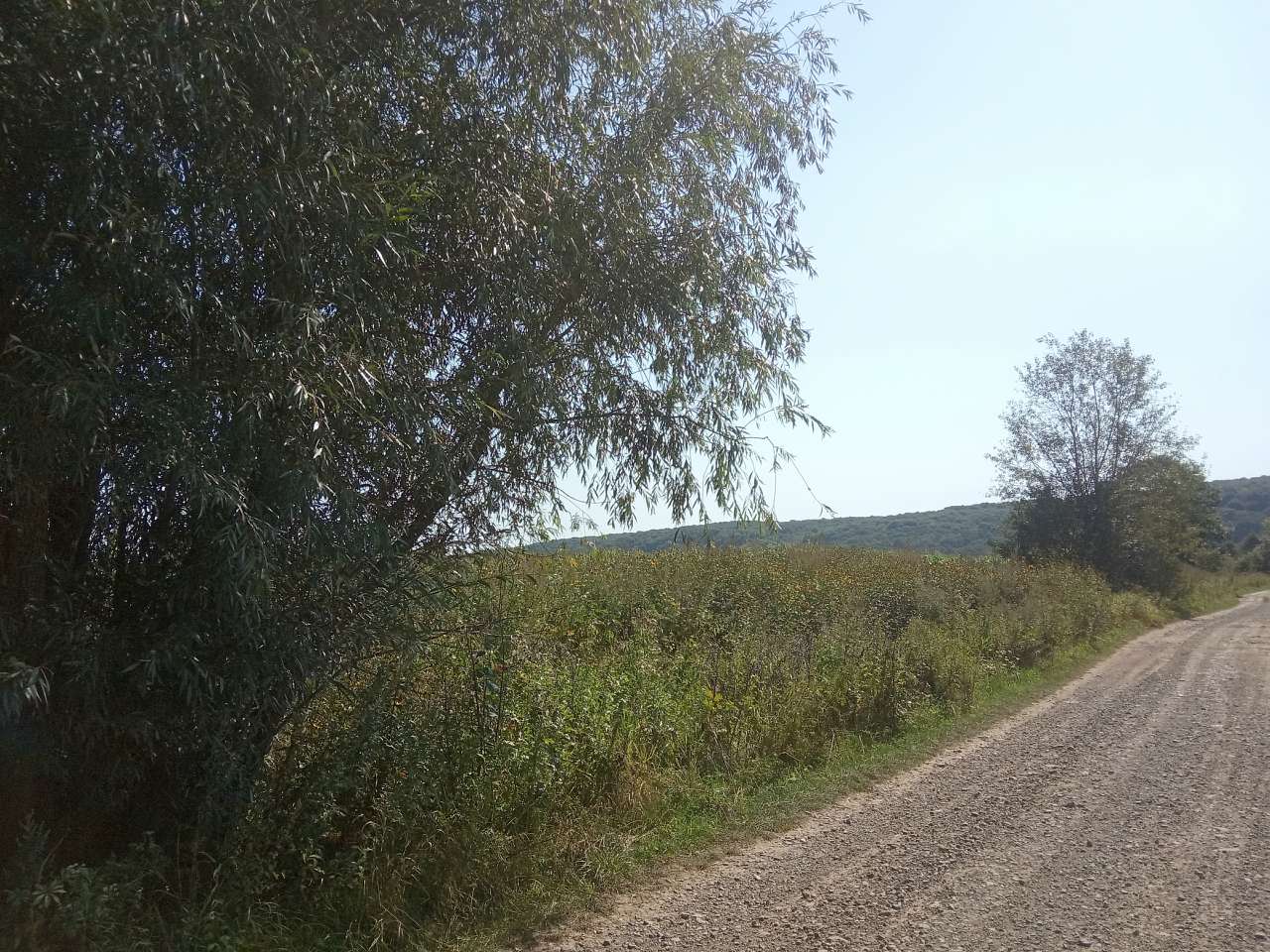 Краєвид - Пила