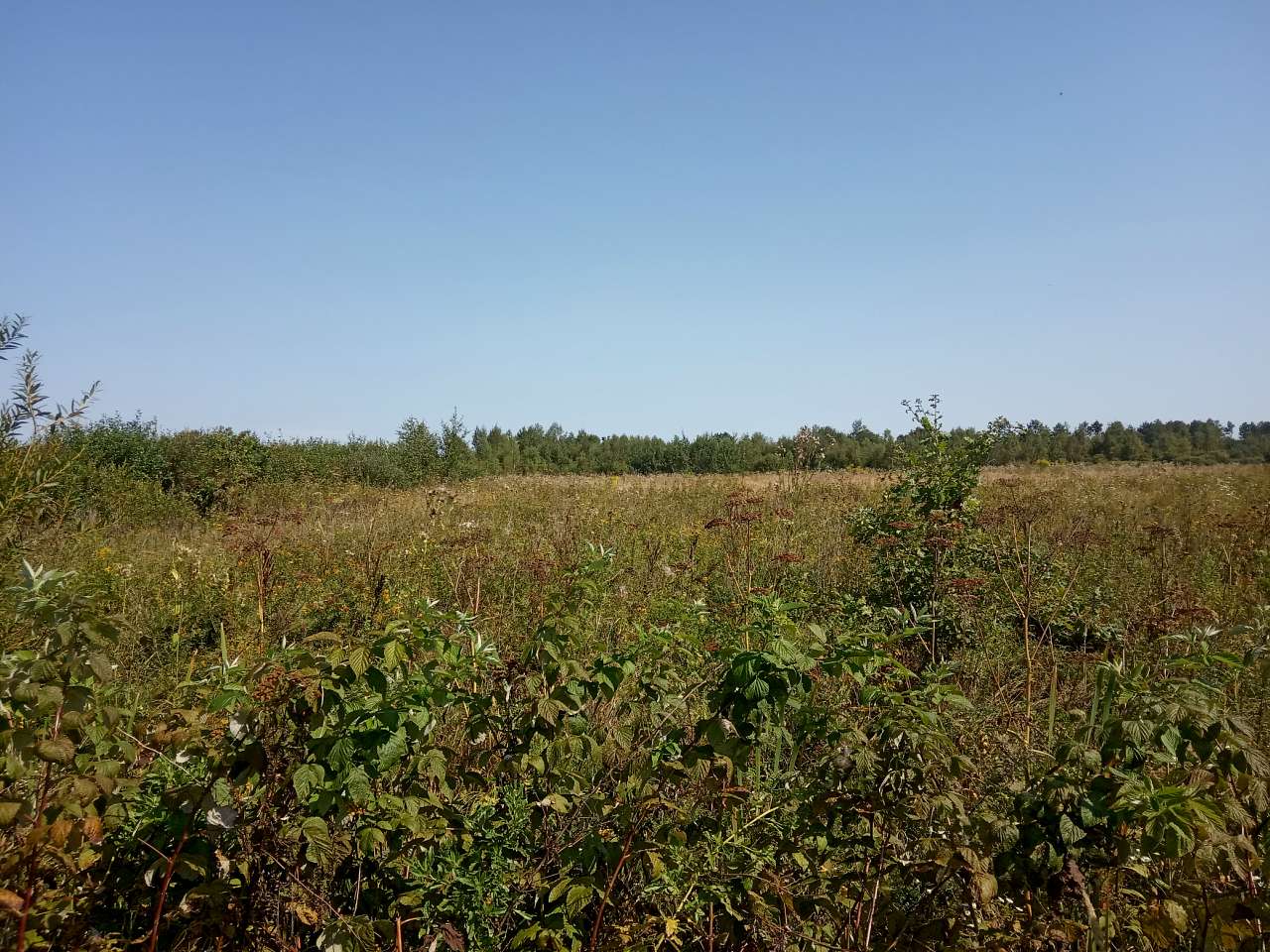 Краєвид - Пила