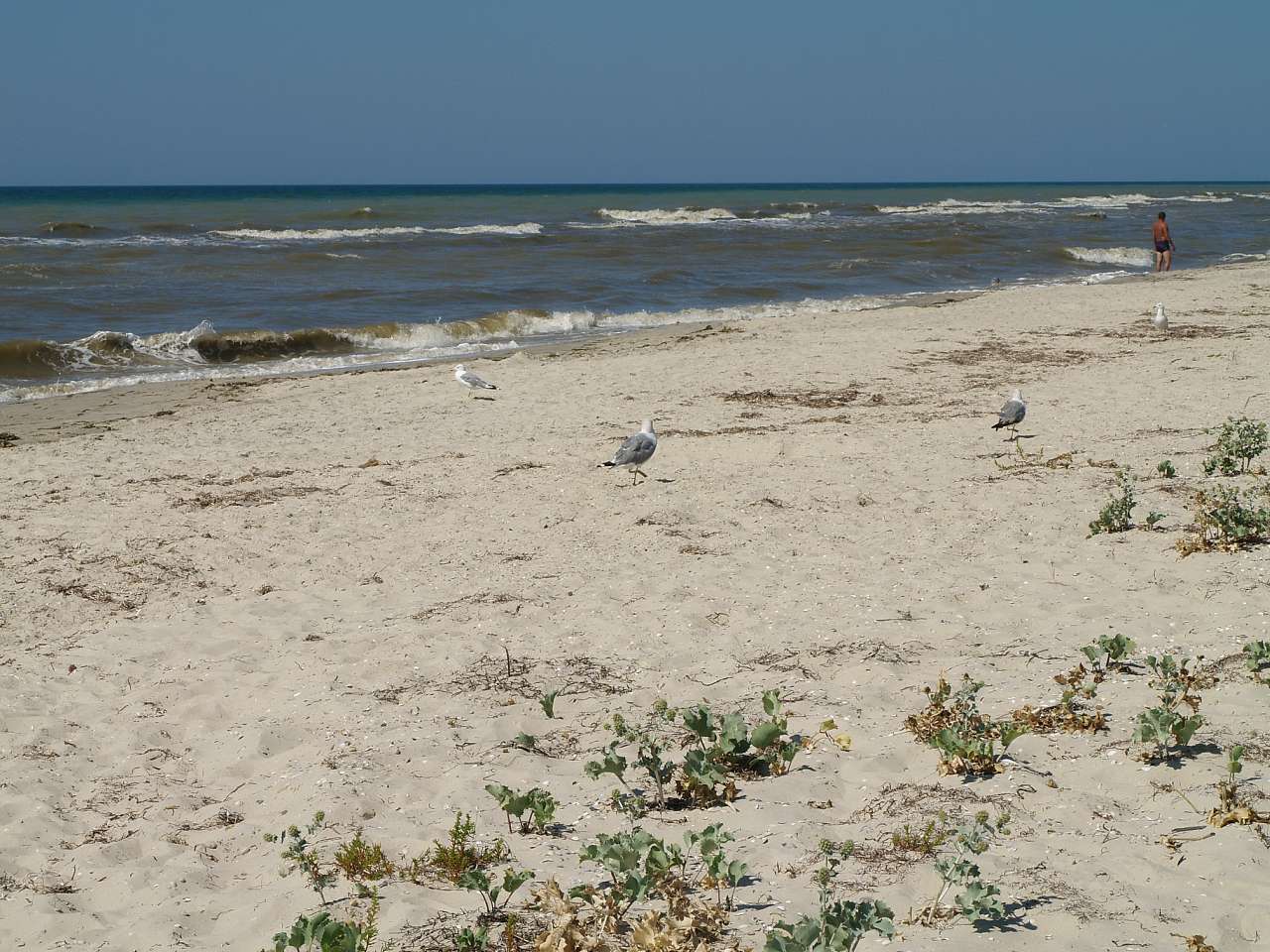 ЛАЗУРНОЕ МОРЕ ЛАЗУРНОГО - Лазурне