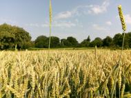 Гурівці - 2019