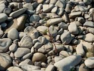 Річка Стрий