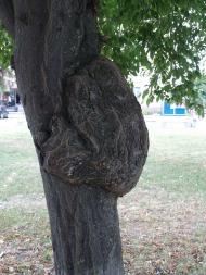 ТОРГОВА ПЛОЩА