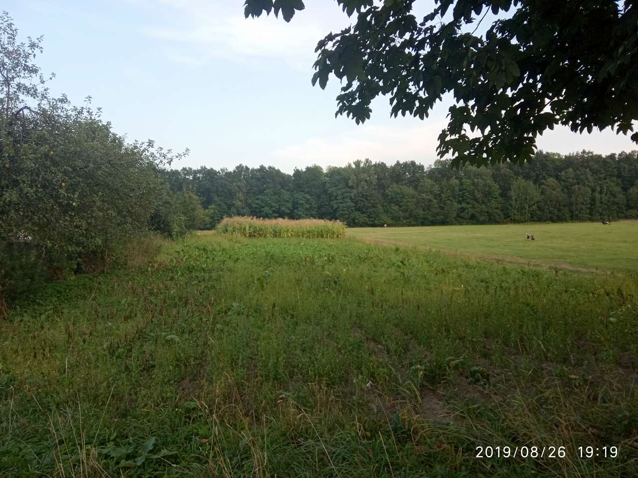 краєвид - Грабовець