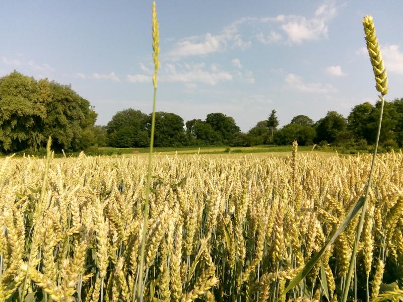 Гурівці - 2019 - Гурівці