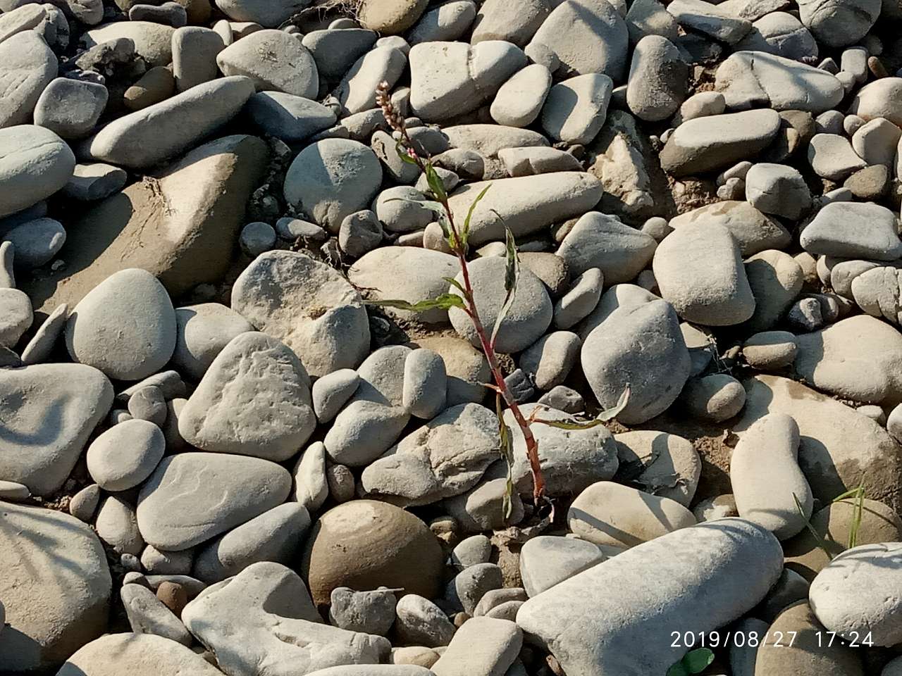 Річка Стрий - Гірне