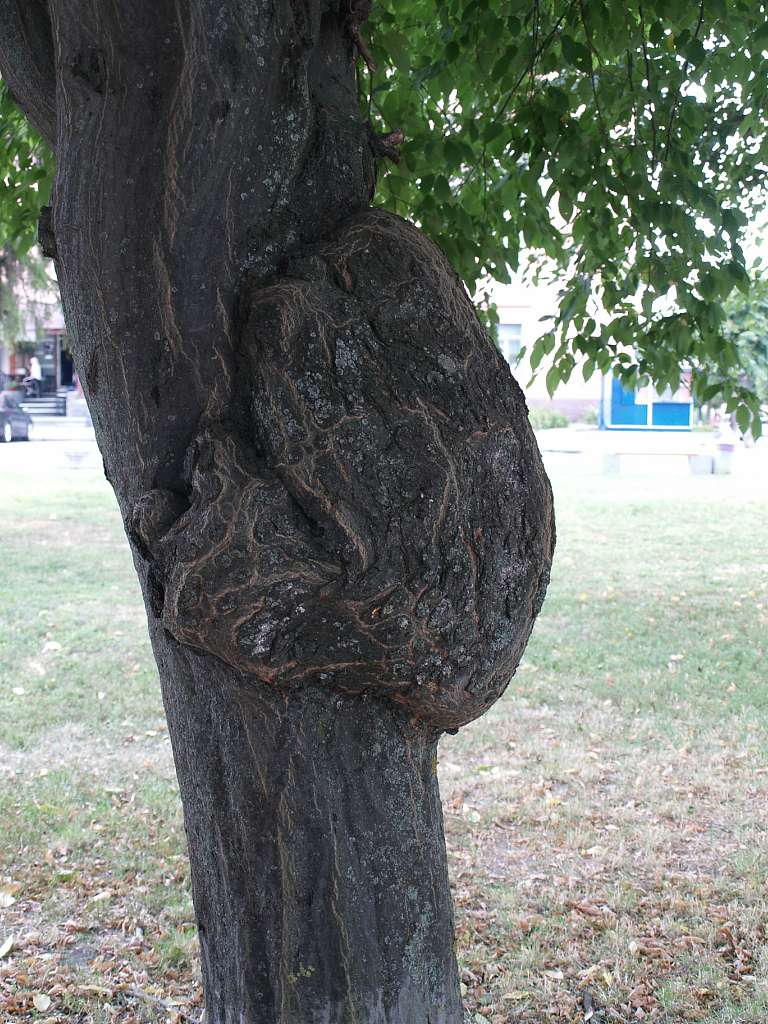 ТОРГОВА ПЛОЩА - Біла Церква