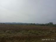 Гузіїв - Останні фото