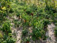 природні фантазії