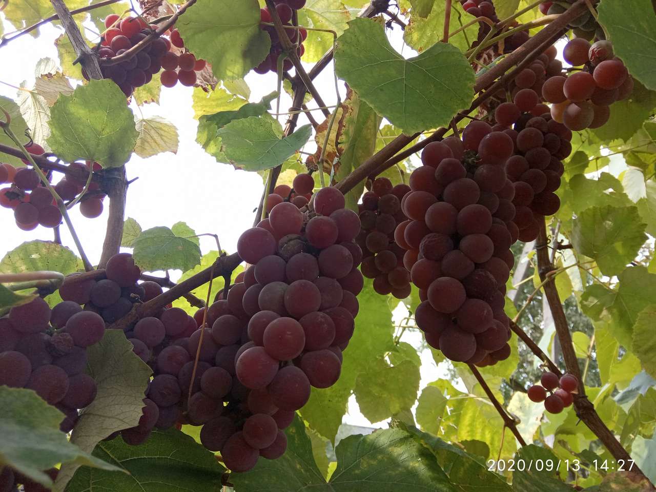 природні фантазії - Держів