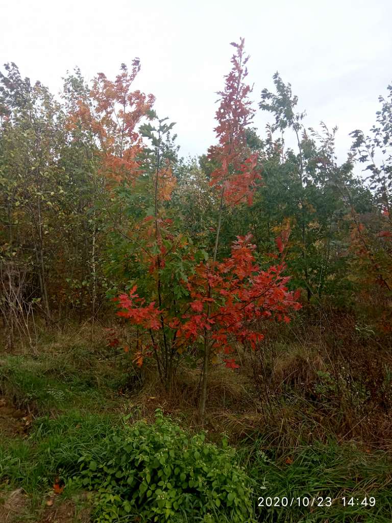 Краєвид - Хромогорб