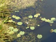 Природа, фото Андрія Сніжка