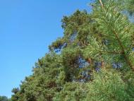 Природа, фото Андрія Сніжка