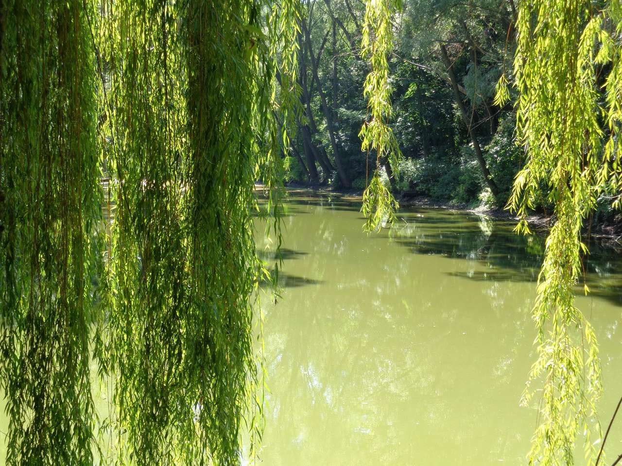 Очима туриста, фото Андрія Сніжка - Рівчак-Степанівка