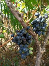 Березівка не південне село та виноград родить