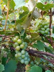 Березівка не південне село та виноград родить