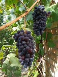 Березівка не південне село та виноград родить