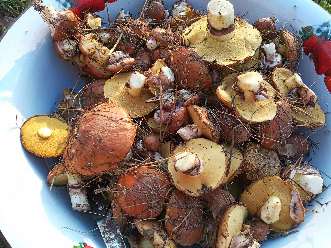 В Березівку по гриби - Березівка