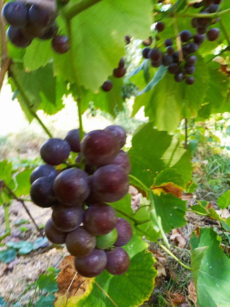 Березівка не південне село та виноград родить - Березівка