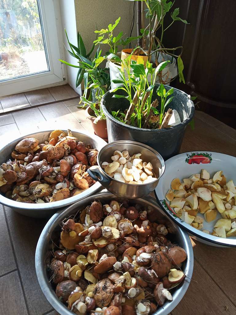 В Березівку по гриби - Березівка