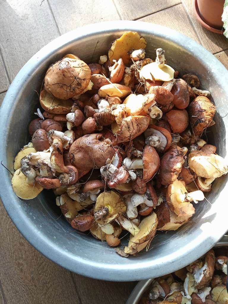 В Березівку по гриби - Березівка