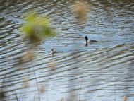 Капустине - Останні фото