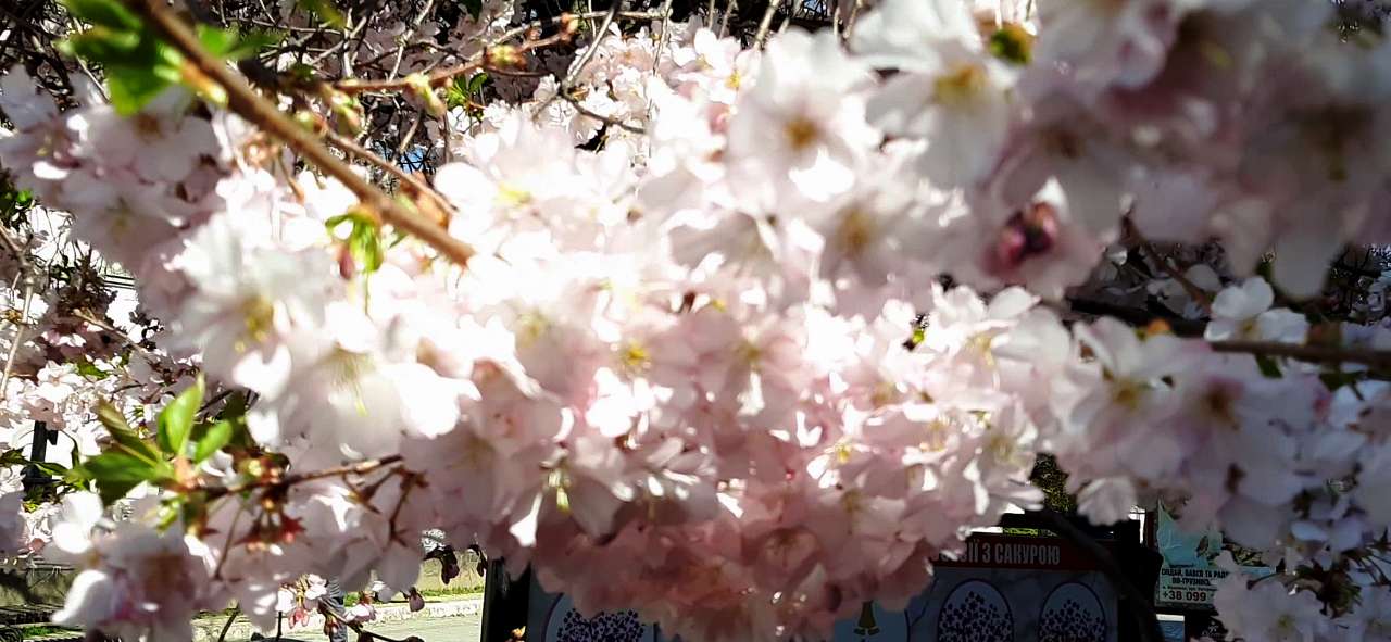 Мукачеве. Весна 2020 - Шенборн